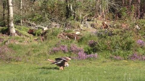 A red kite lands on a meadow, eats meat and flies away – 4K Stock Footage 57316561
