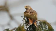 Red Kite, Milvus Milvus, 4K Stock Footage