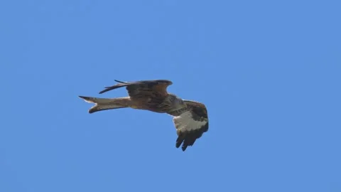 Red kite (Milvus milvus) bird of prey flying in the sky in slow motion Stock-Footage 338224486