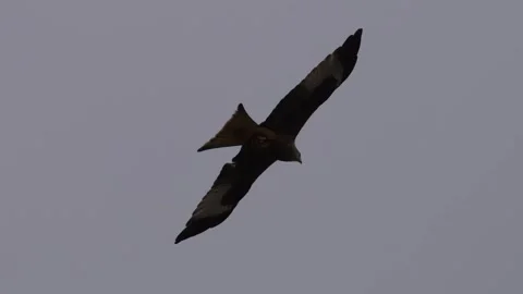 Red kite (Milvus milvus) bird of prey flying in the sky 動画素材 340035368