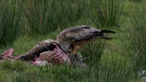 Red kite Milvus milvus feeding on dead sheep Stock Footage 82661953