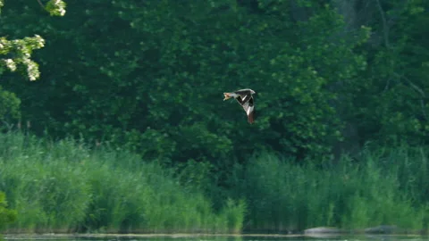 Red kite (Milvus milvus) in flight, flying bird raptor hunting prey Stock Footage 233224806