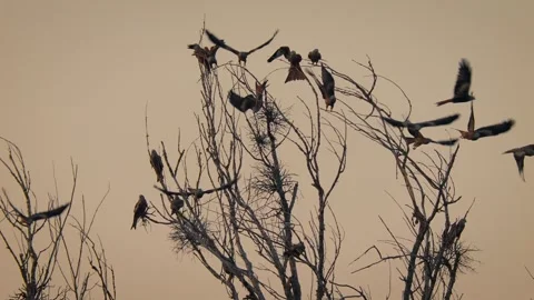 Red kite (Milvus milvus) flock taking off from a tree at sunset in the sky 库存影片 297398294