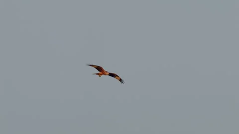 Red kite (Milvus milvus) flock in flight at the roosting tree Stock Footage 305296366