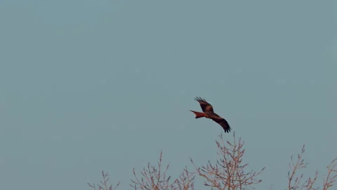 Red kite (Milvus milvus) flock in flight at the roosting tree Stock Footage 305296368