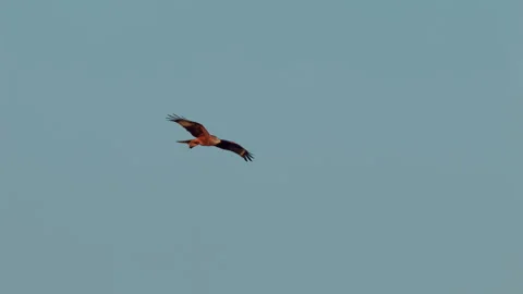 Red kite (Milvus milvus) flock in flight at the roosting tree Stock-Footage 305296516