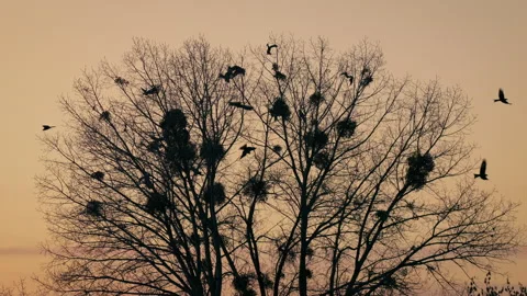 Red kite (Milvus milvus) flock in flight at the roosting tree Vídeo Stock 305296915