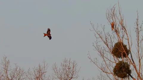 Red kite (Milvus milvus) flock in flight at the roosting tree Vídeo Stock 305298068