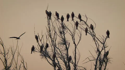 Red kite (Milvus milvus) flock in flight at the roosting tree Stock Footage 305303277