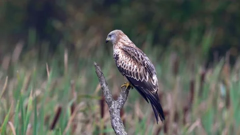 Red kite (Milvus milvus) Stock Footage 193660418