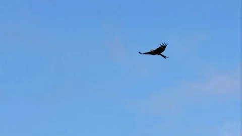 Red Kite (Milvus milvus) Stock Footage 301213527