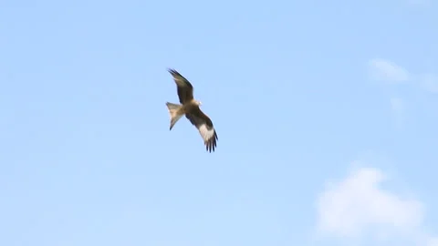 Red Kite (Milvus milvus) soaring and gliding Stock Footage 170653525
