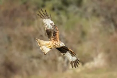 Red kite milvus 스톡 사진