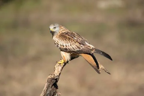 Red kite milvus 스톡 사진