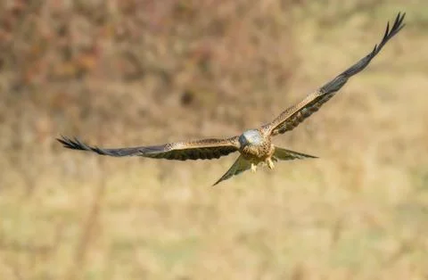Red kite milvus Stock Photos