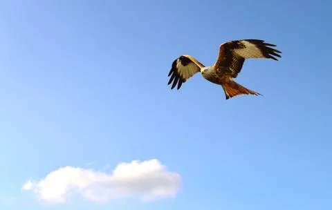Red kite Stock Photos