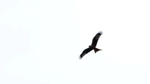 Red Kite Stock Photos