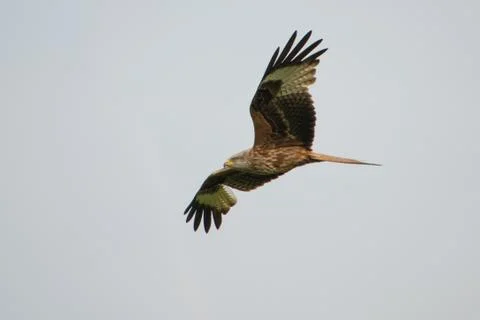Red kite Stock Photos