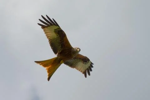 Red kite Stock Photos