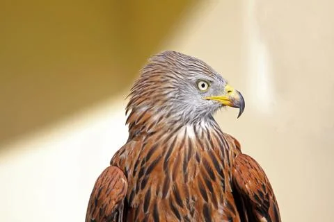 Red kite Stock Photos