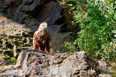 Red kite Stock Photos