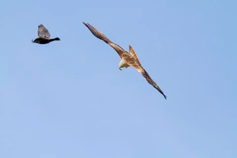 Red Kite Stock Photos