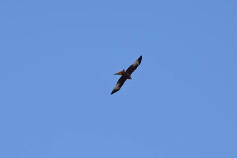 Red Kite Stock Photos