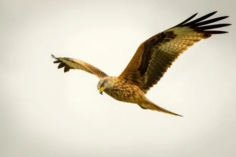 Red kite Stock Photos