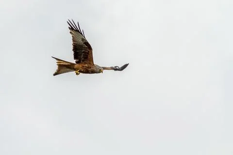 Red Kite Stock Photos