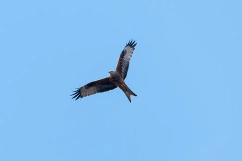Red Kite in powerful flight Stock Photos