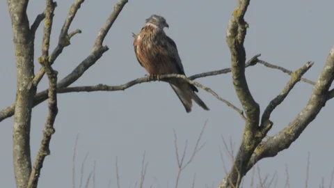Red Kite preening in a tree Stock Footage 101968552