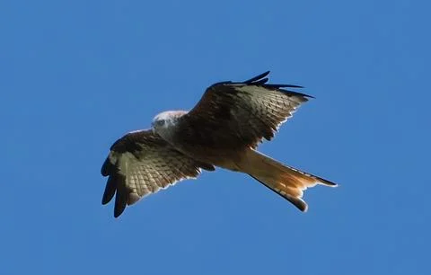 Red Kite roaming of the fields on a clean sunny day in Switzerland Stock Photos