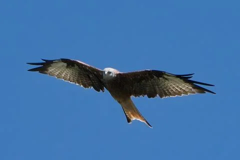 Red Kite roaming of the fields on a clean sunny day in Switzerland Stock Photos