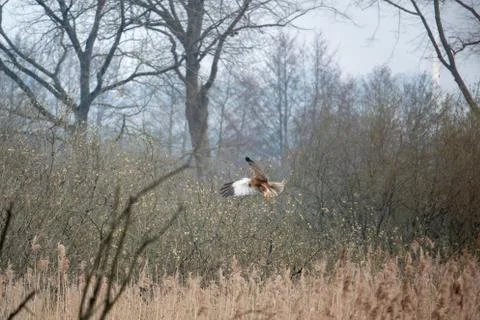 A red kite sits on a tree looking for food Stock Photos