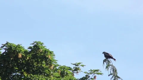 Red Kite sits on tree, takes off Stock Footage 77923098