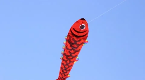 Red Kite in Sky Stock Footage 51346335