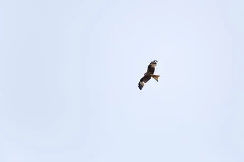 Red kite in the sky Stock Photos