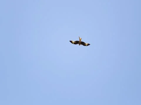 Red kite in the sky Stock Photos