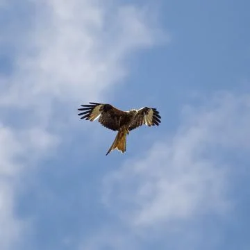 Red kite in the sky Stock Photos