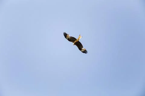 Red kite in the sky Stock Photos