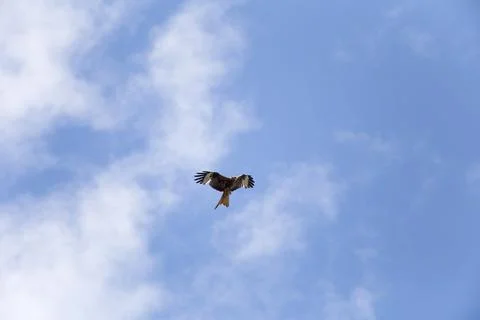 Red kite in the sky 写真素材
