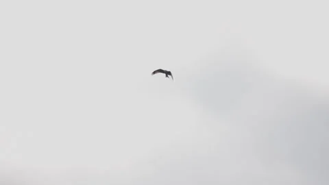Red kite soaring against plain overcast sky. 4K 60fps. Stock Footage 334257871