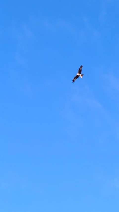 Red kite soaring in clear blue sky showing tail control in flight Stock Footage 333570140