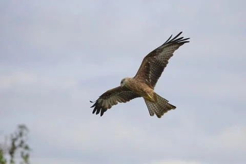 Red Kite Soaring Gracefully Across the Open Sky Stock Photos