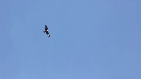 Red Kite soaring (more distant view) Stock Footage 77923289