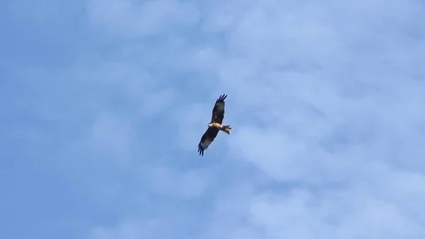 Red Kite soaring (raptor) Stock Footage 77923714