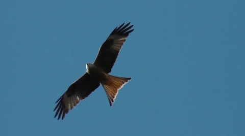 Red Kite soaring slow motion Stock Footage 36432148