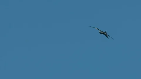 Red Kite Swooping Stock-Footage 71786500