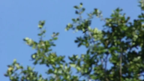 Red Kite swooping Stock Footage 77923896