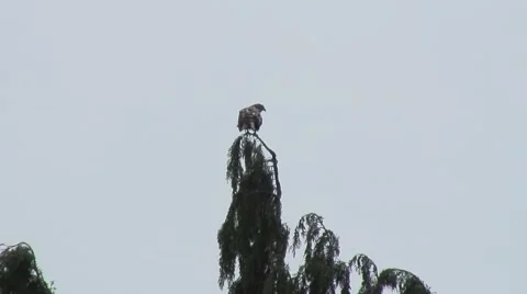 Red Kite on tree 02 Video stock 52951268